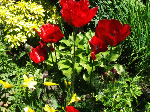 Victoria Poppies